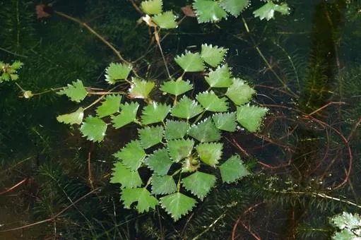 ヒシエキスが注目される理由―伝統素材が現代女性に合うわけ